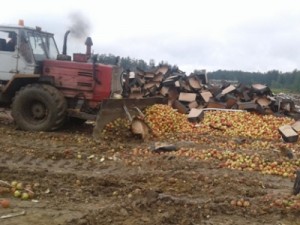 Под Смоленском уничтожили 82 тонны яблок