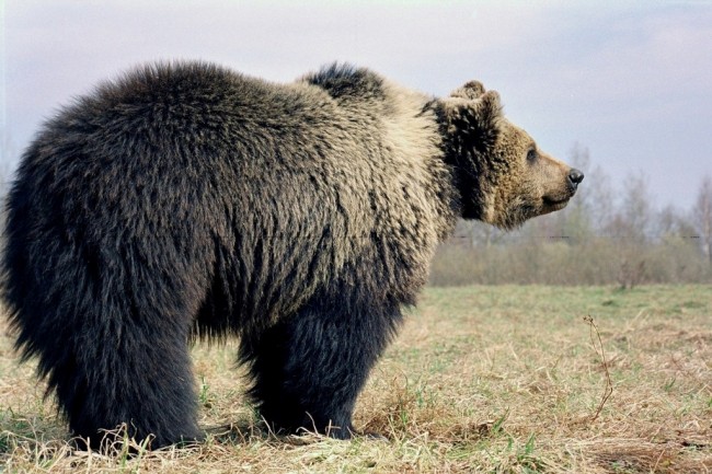 "Нашествие-2017": смоленские медведи держат в страхе Беларусь