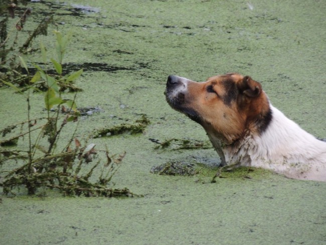 Смоленские спасатели вытащили собаку из болота