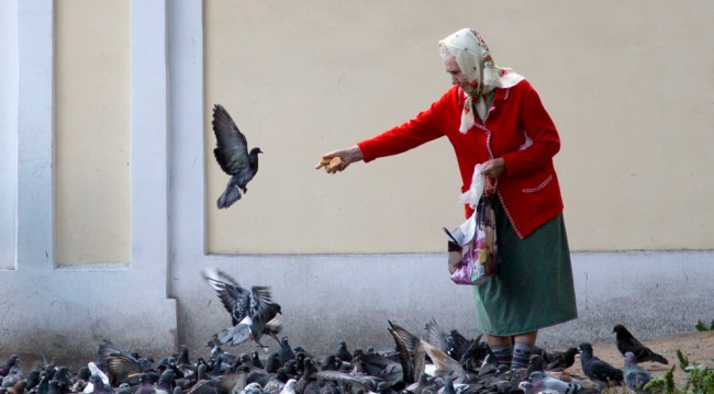 Смолян просят перестать кормить голубей