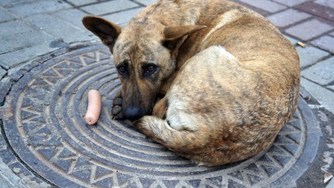 Смолянка с улицы Лавочкина собиралась отравить местных собак