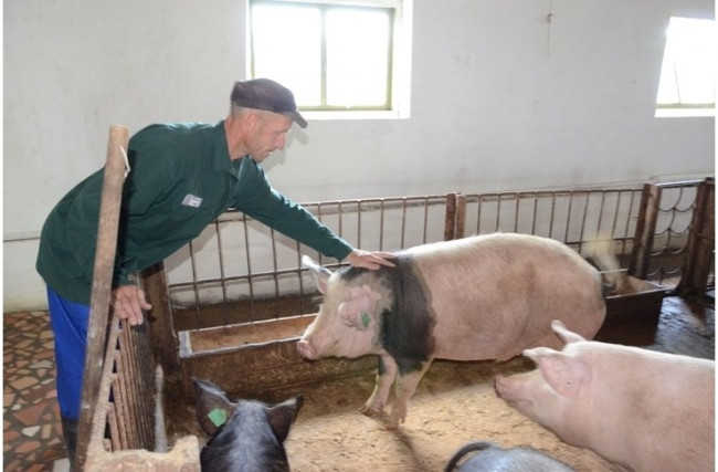 В смоленских тюрьмах не нашли опасных свиней