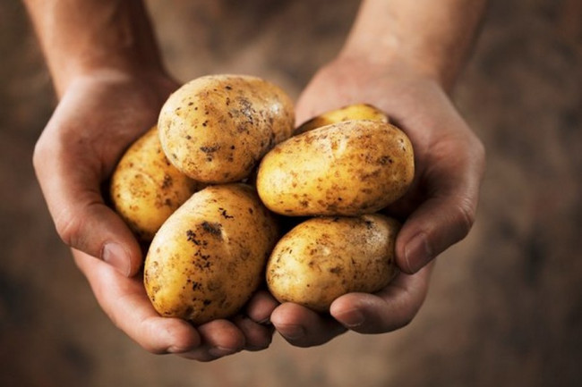 В Смоленске будут клонировать картофель