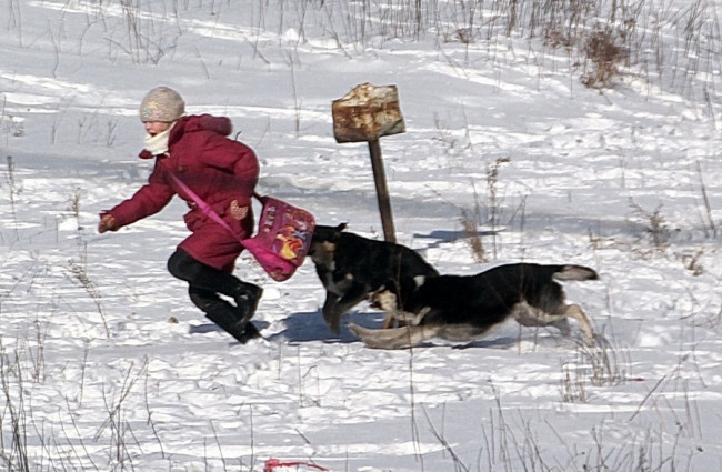 "И напасть могут, и гадят": собаки облюбовали территорию 35-й школы в Смоленске