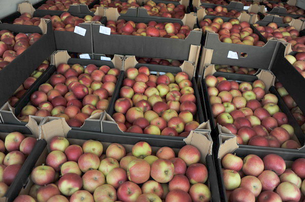 Тверские пограничники задержали 3 грузового автомобиля с нелегально ввезенными яблоками