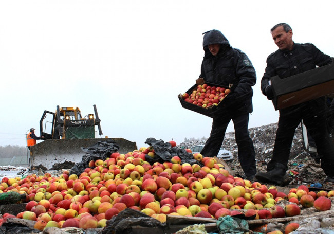 В Смоленской области десятки тонн томатов и яблок закопали в землю