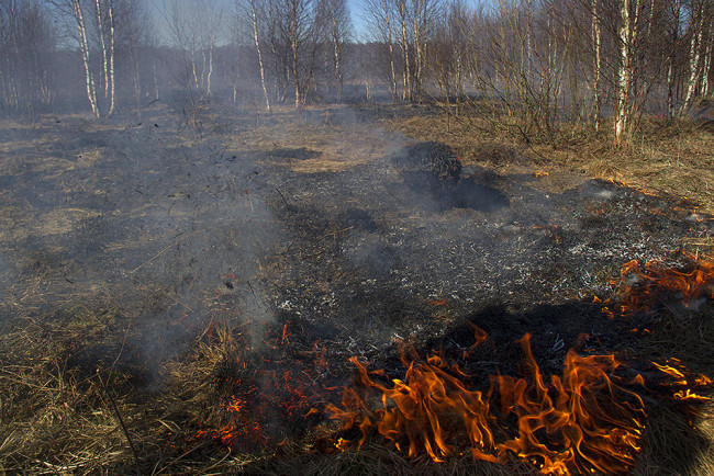 Сотрудники Гринпис обнаружили горение торфа в смоленских лесах