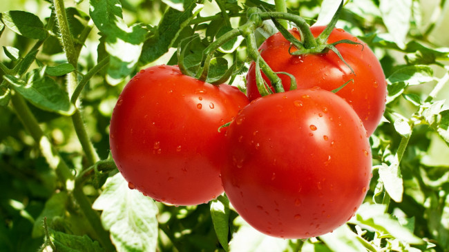 В Смоленскую область пытались ввезти македонские томаты с молью