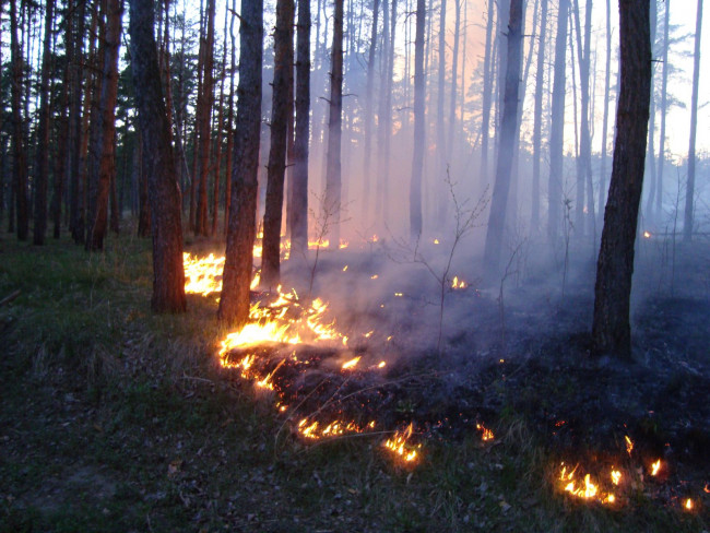 Пожарные назвали виновников возгорания в Ершичском лесу
