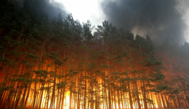 Пожарные вовремя остановили огонь в смоленском лесу