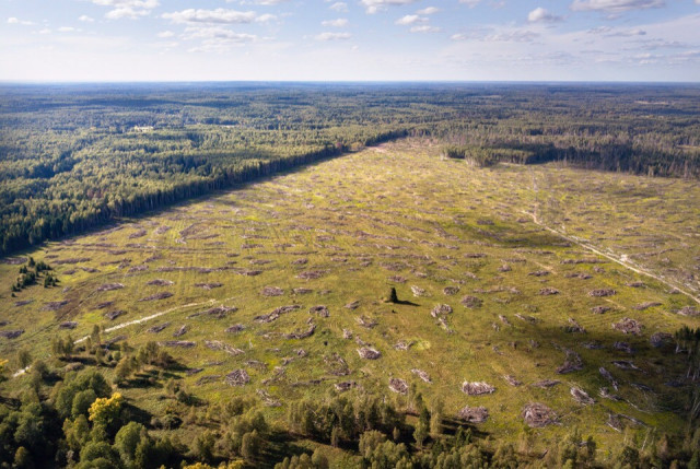 Прокуратура Смоленской области проверит информацию о массовой вырубке леса в Гагаринском район