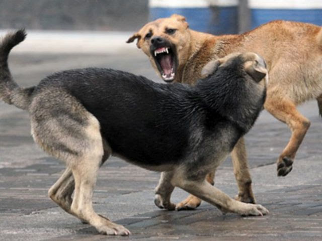 Неуловимые мстители: смоленские собаки «выучили» машины спецслужб