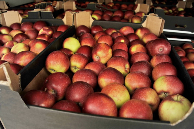 Запрет на ввоз белорусских яблок в Россию снят