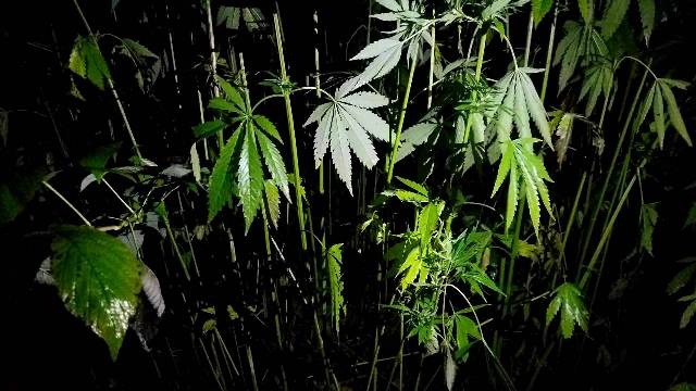В Смоленской области полицейские обнаружили огромное культивирование и производство марихуаны