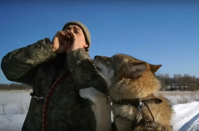 Видео жизни ручного волка в собачьем приюте попало в Сеть