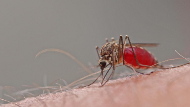 Названы 6 «секретов» комаров, которые помогут их отпугнуть