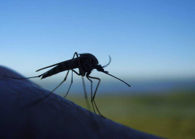 Кто здесь самый вкусный: специалисты разобрались в предпочтениях комаров