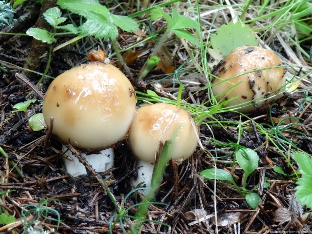 Названы смертельно опасные лесные грибы, о которых не все знают