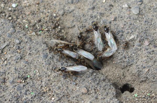 «Их ужас сколько!» В Смоленской области наблюдается нашествие летающих муравьёв