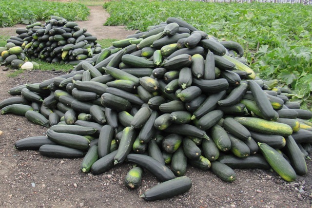 Смоленские осуждённые тоннами собирают дивный урожай кабачков