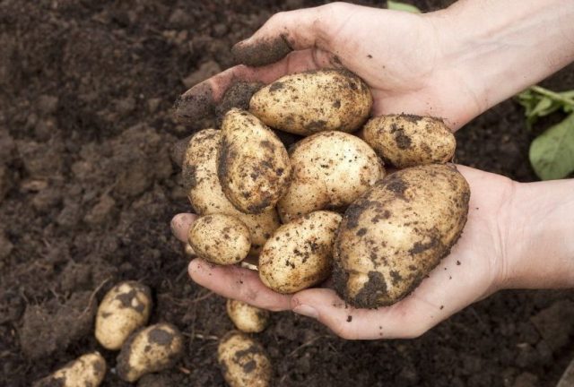 Сколько выкопанная картошка может находится на свету