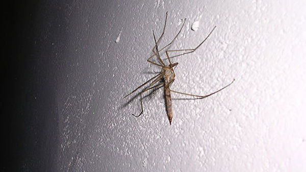 Смертельная лихорадка от комаров угрожает россиянам
