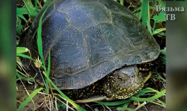 В вяземских прудах стали обитать черепахи