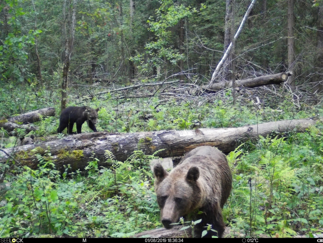 В Смоленской области участились случаи выхода медведей к людям
