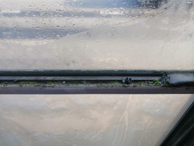 В Смоленске окна троллейбуса начинают зарастать мхом