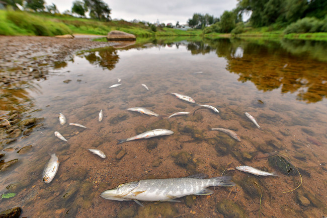 Масштабы бедствия увеличились. Мёртвая рыба появилась в реке в Демидовском районе