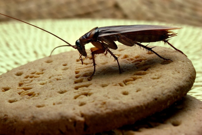 Почему человечество не может избавиться от тараканов