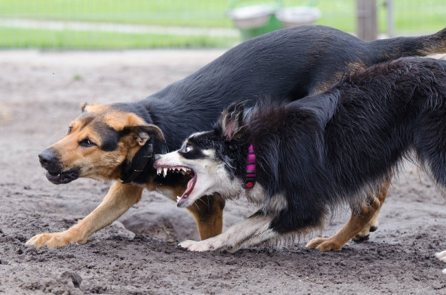 Как встретиться со стаей агрессивных собак и остаться в живых