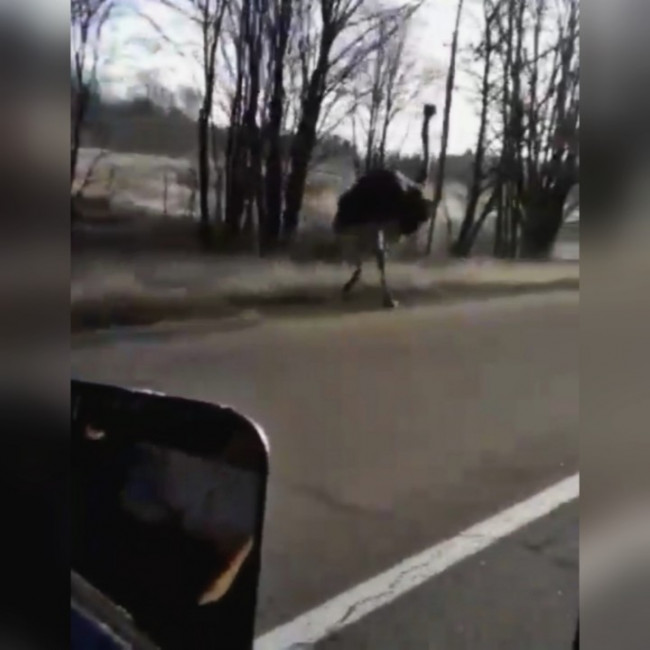 В Вяземском районе водители встретили на дороге страуса. В Сети появилось видео
