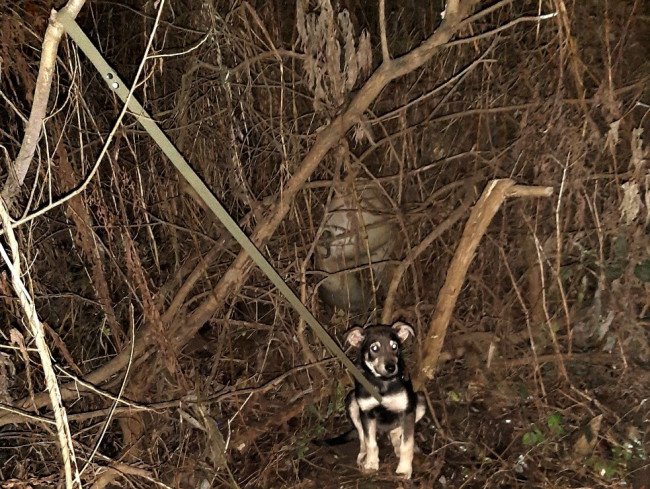 В Смоленской области неизвестные привязали щенка к дереву и бросили