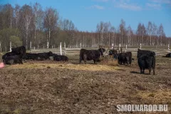 zma_9547