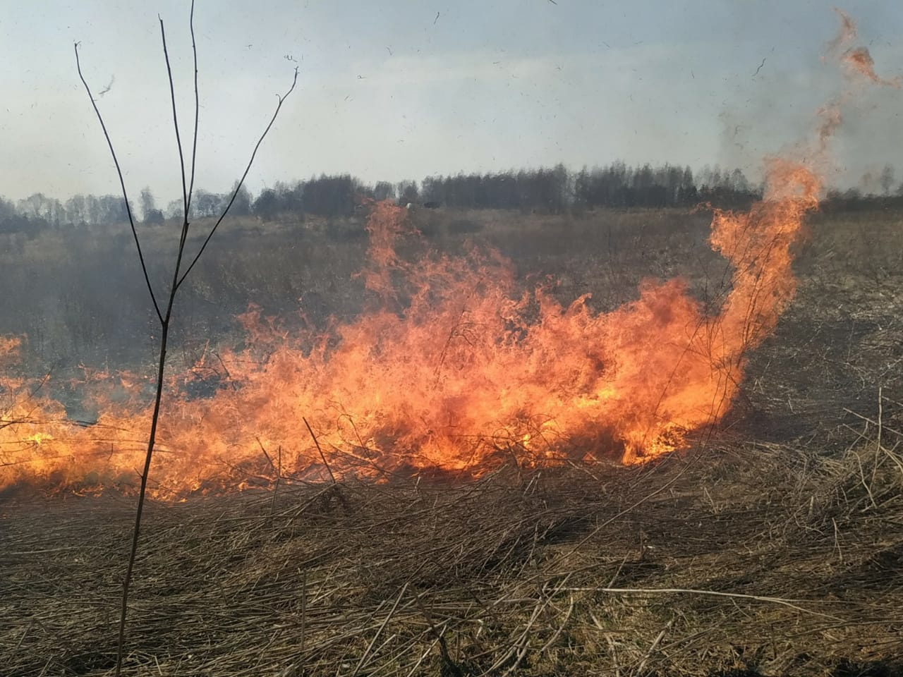 Смоленщина полыхает в огне. Пожары на полях распространяются со скоростью  25 км/ч - SmolNarod.ru