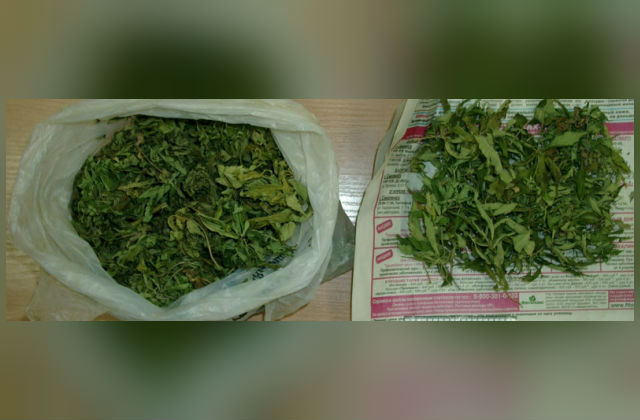 Поймали торговцев марихуаны семена алтая в москве