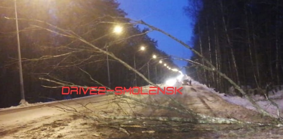 В Смоленске дерево упало на дорогу. Повреждена иномарка
