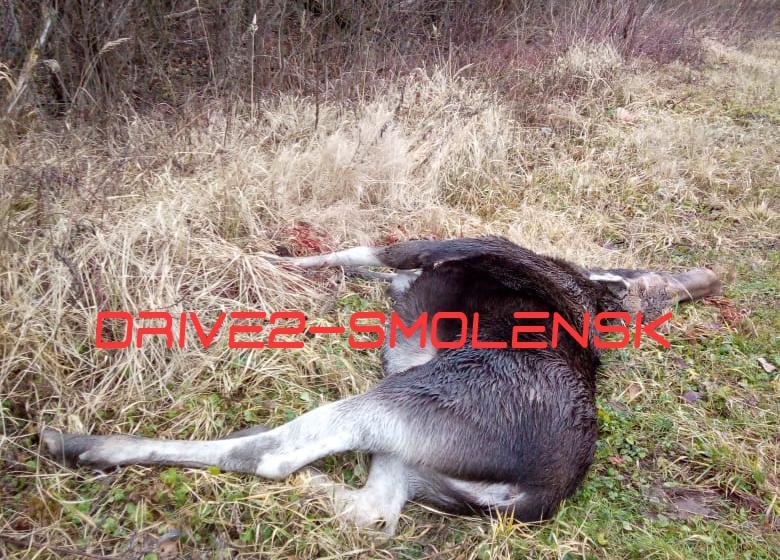 В Смоленском районе Форд сбил насмерть лося