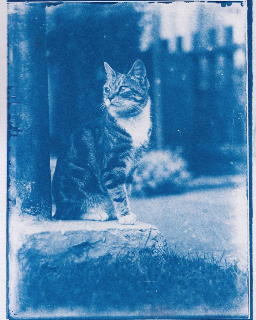 Фотографиям 120 лет. В Сети появились снимки котов из «капсулы времени»