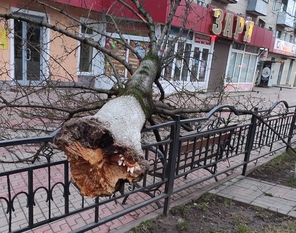 Деревопад в Смоленске продолжается
