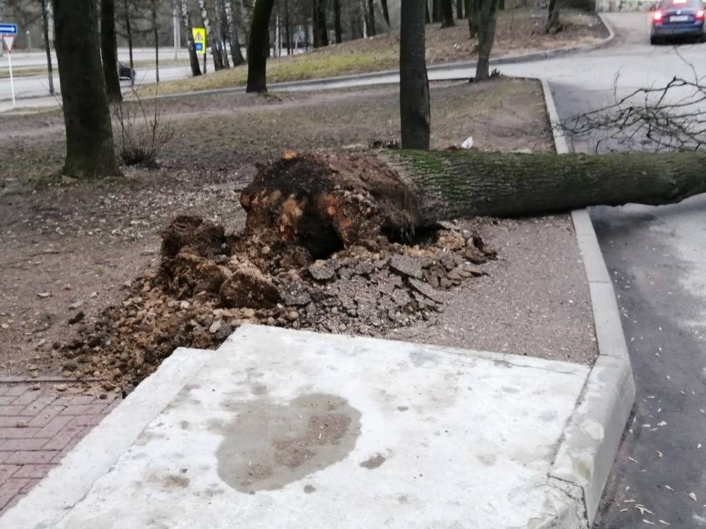 Деревопад в Смоленске продолжается