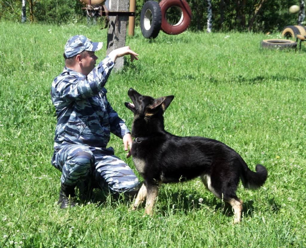 За каждым шоу новые шрамы. Собачья жизнь смоленских полицейских