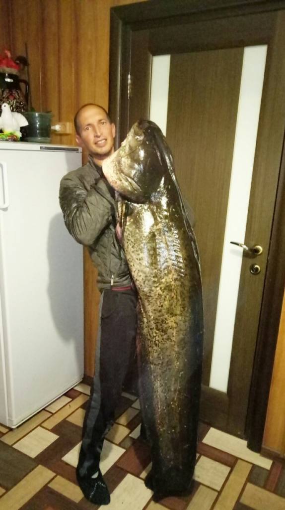 Смоленский рыбак выловил в Днепре "царь-рыбу"
