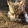 кошки, мышки