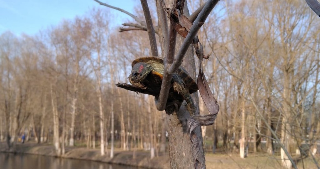 Соцсети: в парке в Гагарине живодеры выкололи глаз черепахе и повесили ее на дерево
