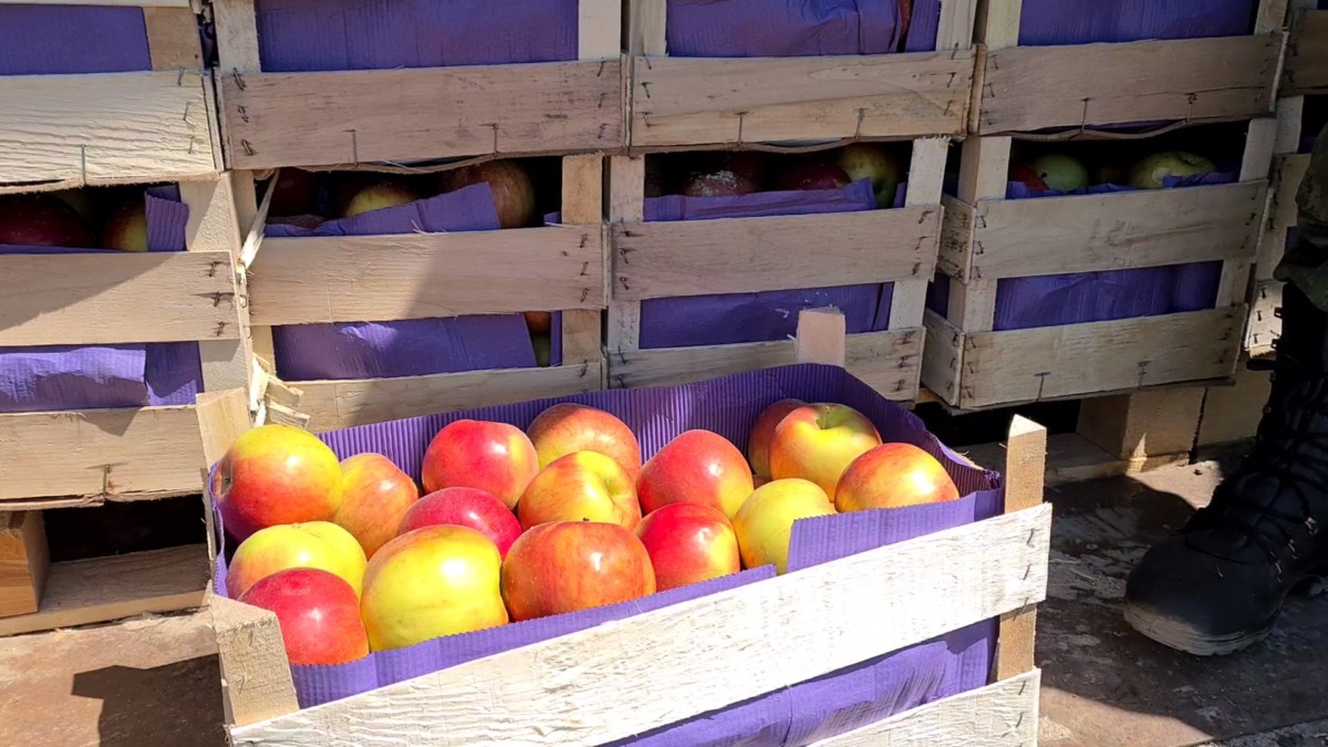 Через Смоленскую область пытались провезти яблоки под видом керамзита