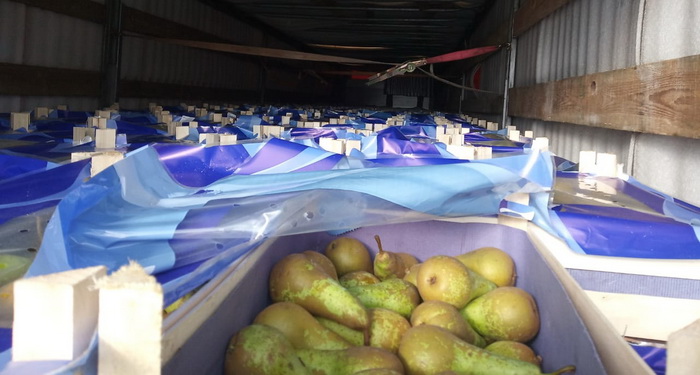 Смоленские таможенники задержали 40 тонн польских груш