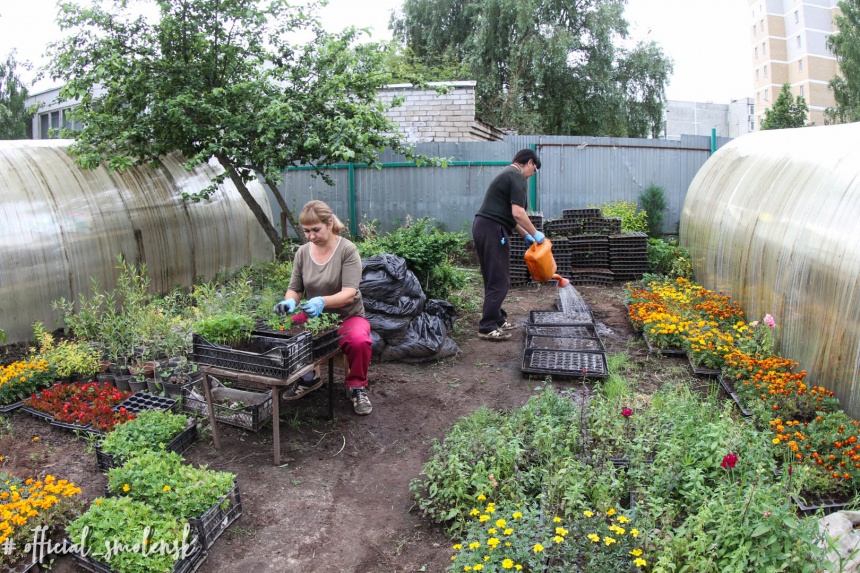 В Смоленске вырастили 100 тысяч растений для городских клумб