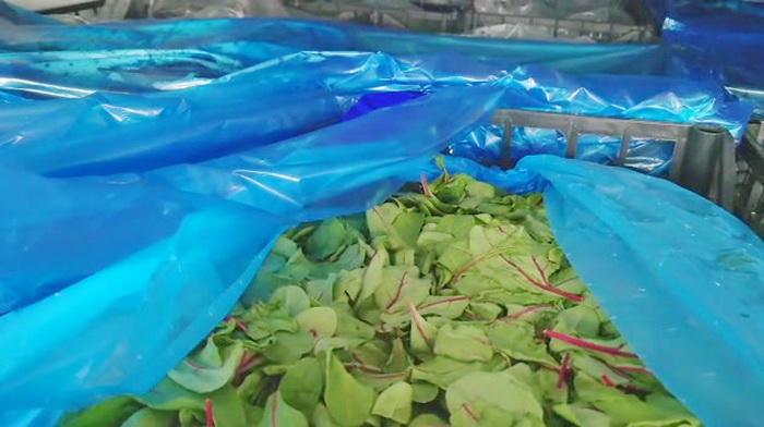 Смоленские таможенники задержали 15 тонн овощей